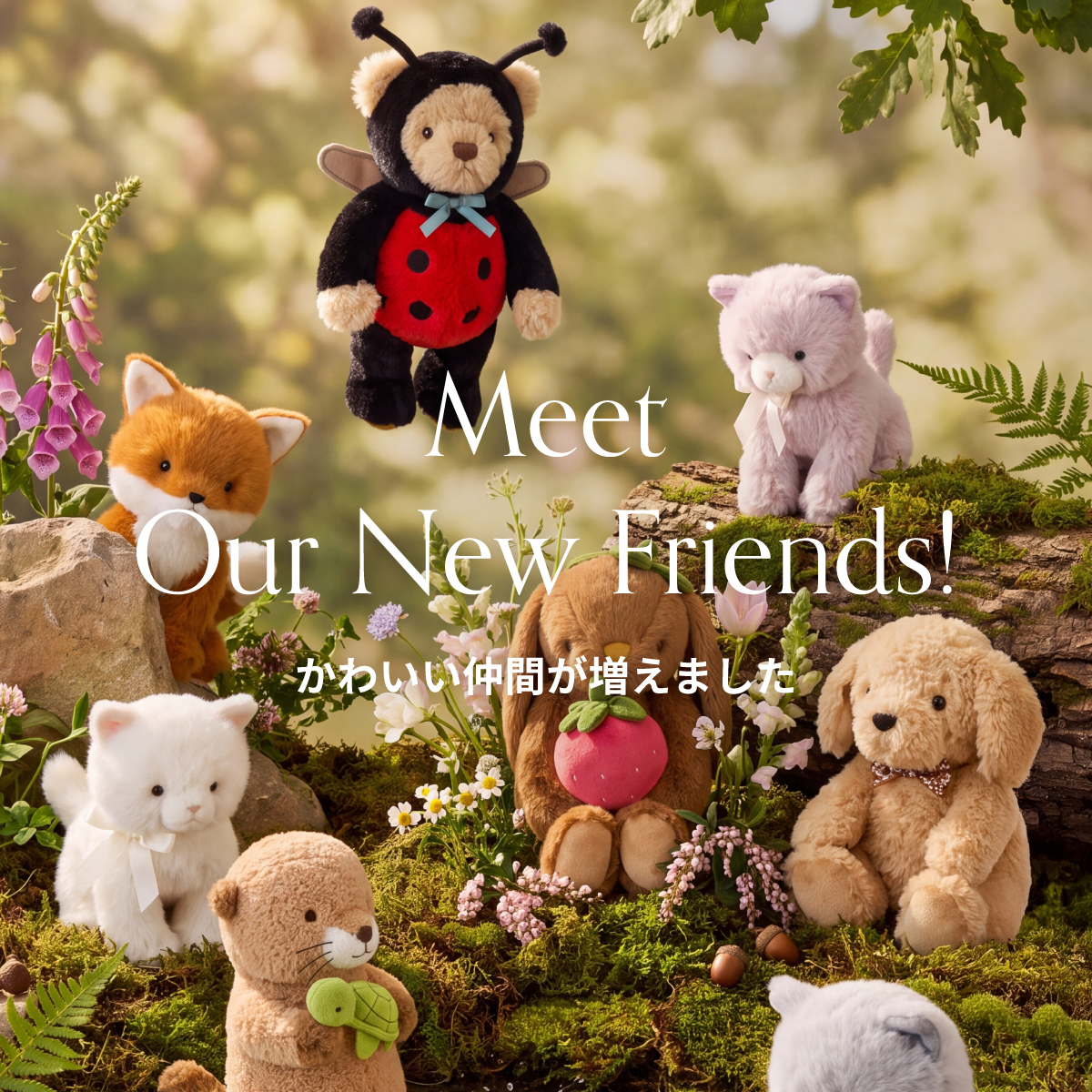 Meet Our New Friends!かわいい仲間が増えました